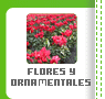 Floresy Ornamentales