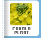 Canola Plant
