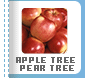 Apple Tree - Pear Tree