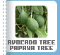 Avocado Tree Papaya Tree