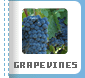 Grapevines