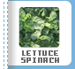 Lettuce Spinach