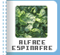 ALFACE - ESPINAFRE